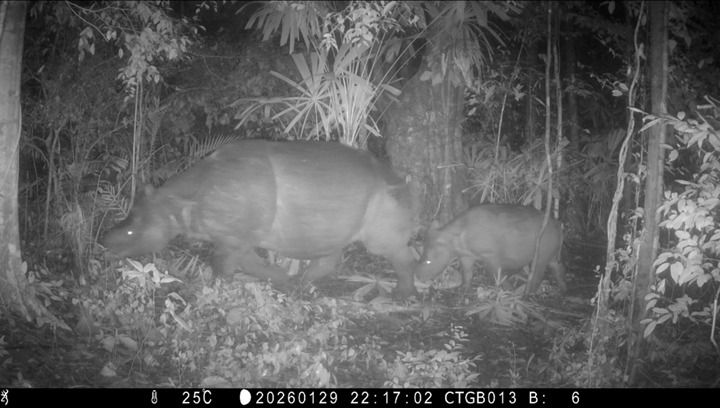 Anakan Badak Jawa Terekam di TN Ujung Kulon, Bukti Habitat Terjaga dan Pengamanan Efektif